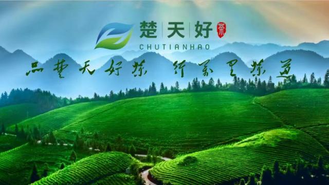 【特別關(guān)注】楚天好茶七大平臺賬號開通 誠邀您的關(guān)注！